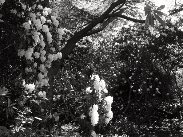 Bois des Moutiers (343) Mai 2012